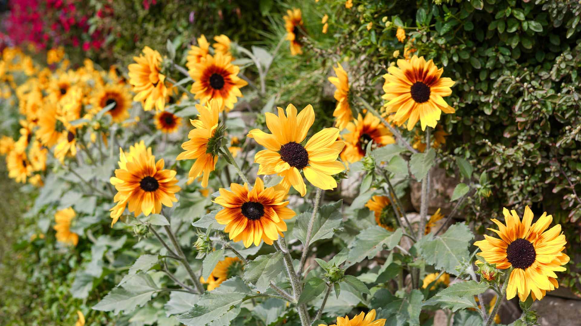 Sunflower Field view 2